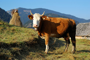 Rural landscape in Romania