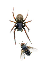 Spider, Small Black House, Badumna loninqua