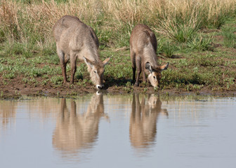 Waterbuck