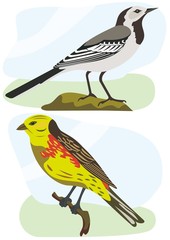 birds white wagtail and yellowhammer