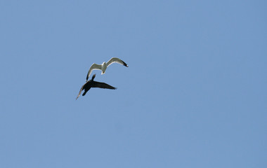 Cormorant and Seagull Flying in the Sky