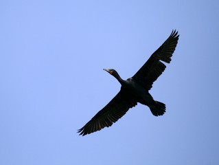 Flying Cormorant