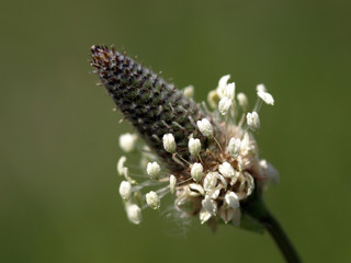 ヘラオオバコの花のアップ