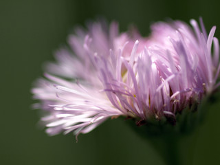 ハルジオンの花のアップ