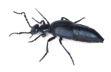 Oil beetle isolated on white background