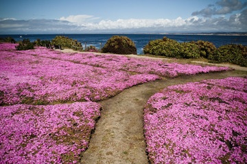 purple flower path nature