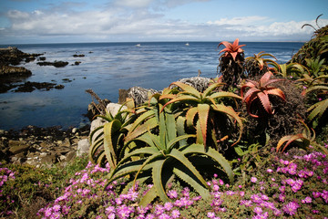 pacific ocean view purple flower green plant