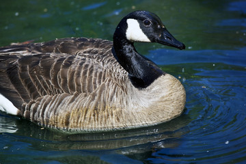 Goose closeup
