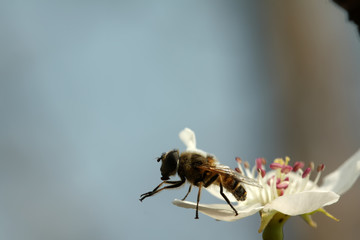 syrphidae