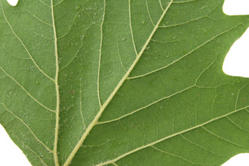 plane tree leaf