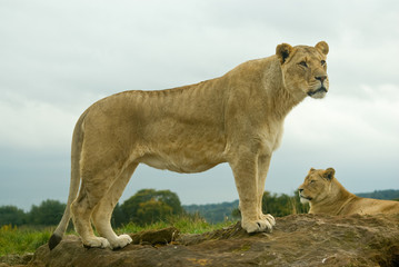 Lioness watching