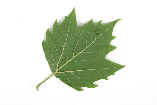 plane tree leaf