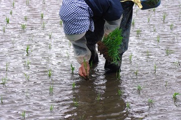 稲の苗の植え付け