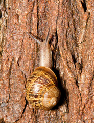 Closeup of a snail on a wet tree bark with a rough texture