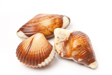 chocolate seashells