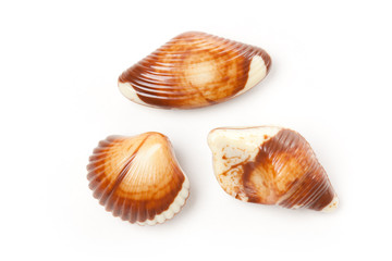 chocolate seashells
