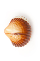 chocolate seashell