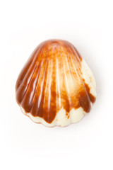 chocolate seashell