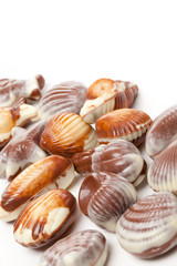 chocolate seashells
