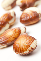 chocolate seashells