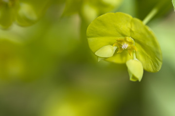 Mandelblättrige Wolfsmilch