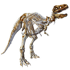 Fototapeta premium Szkielet T-Rex