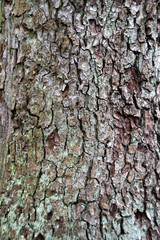 Borke einer Schwarzerle