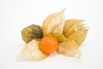 Physalis