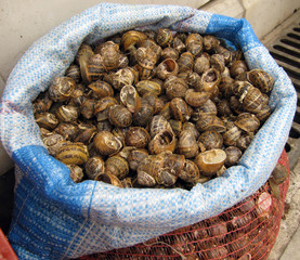 Schnecken im Beutel