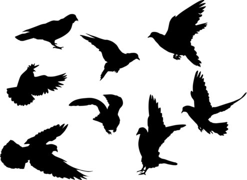 eight dove silhouettes