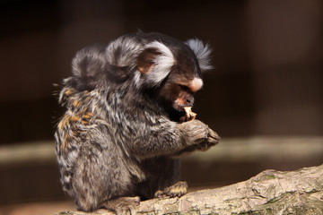 Weißbüscheläffchen