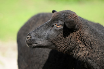 Obraz premium Skudde