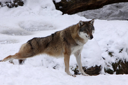 W&ouml;lfe im Schnee