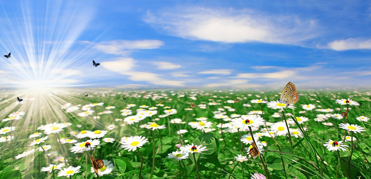 Prato di marghetite con animaletti