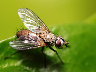 Echinomyia fera