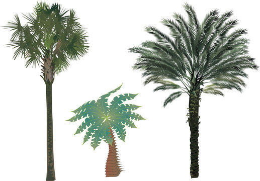 three green palm trees