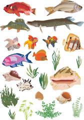 fish and seaweed set on white