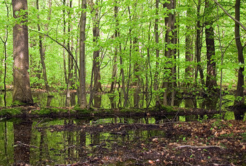 Feuchter Waldboden mit großen Pfützen