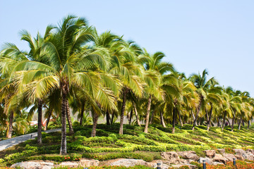 Obraz premium Image of Coconut Trees