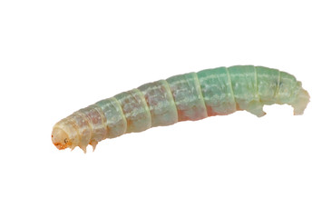 small isolated caterpillar