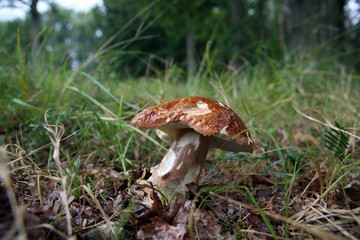 wild growing mushrooms inthe grass