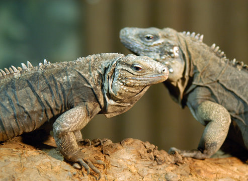 portrait of couple of  iguanas