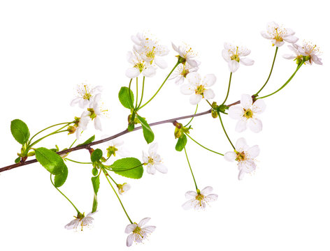 white cherry-tree flower branch