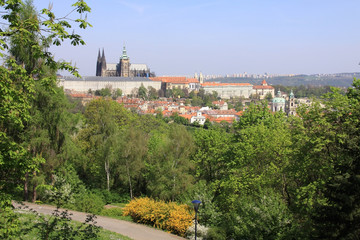 Prague's gothic Castle with flowering trees and green grass