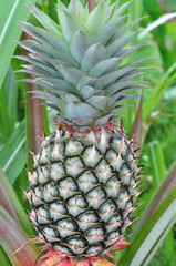 Obraz premium pineapple