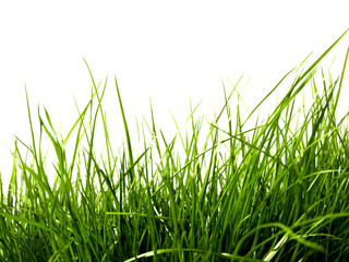 Green Grass