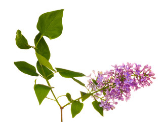 lilac flowers with green leaves