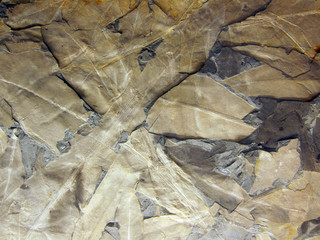 20100528_植物の化石