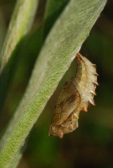 Larva