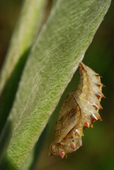 Larva